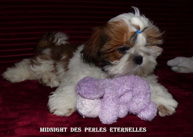 Des Perles Eternelles - Chiots disponibles - Shih Tzu